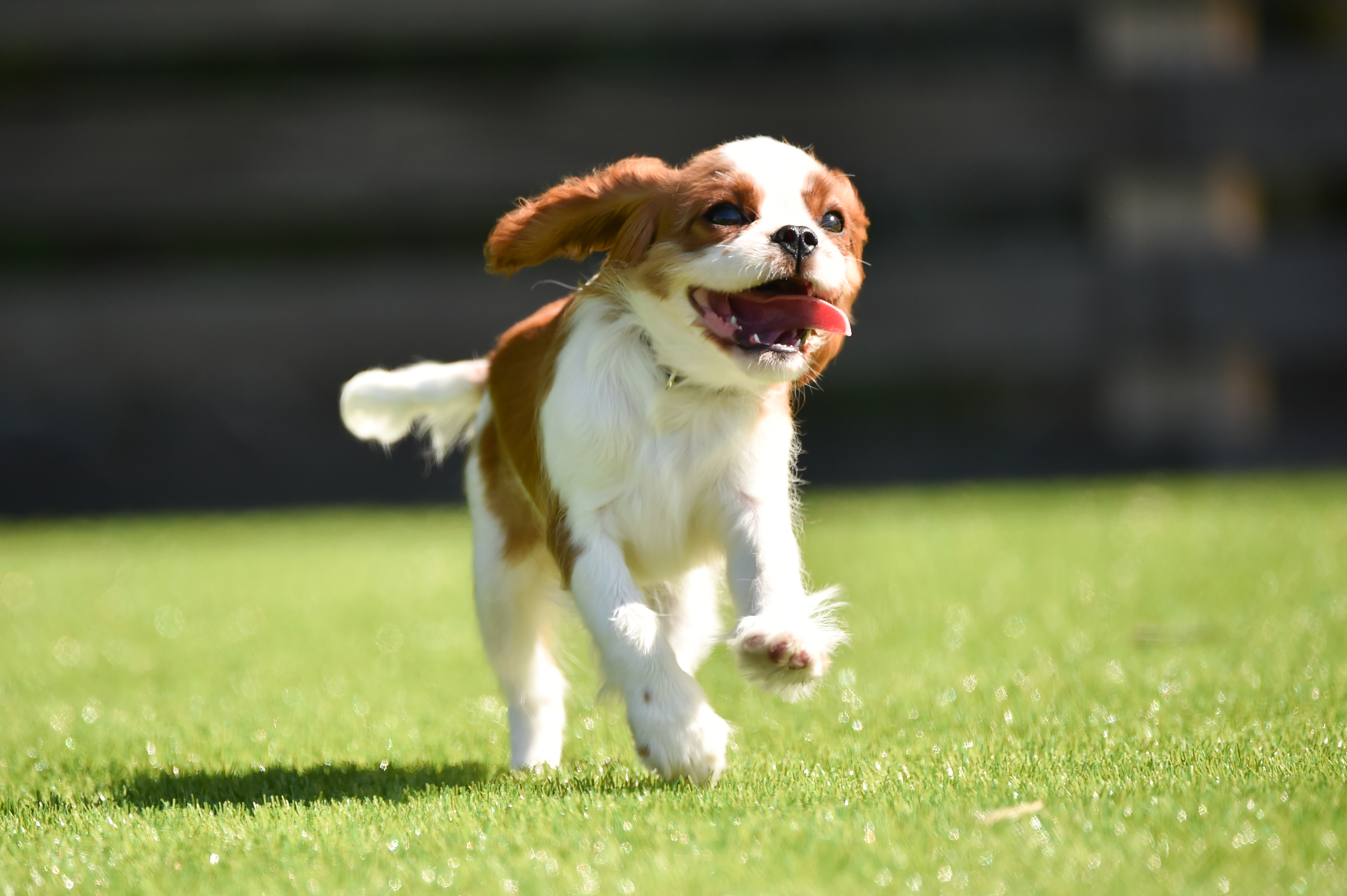 愛犬とのご宿泊に関して
